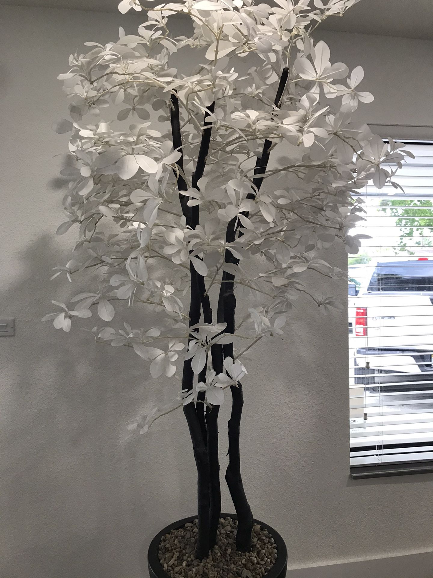 Decorative Plant