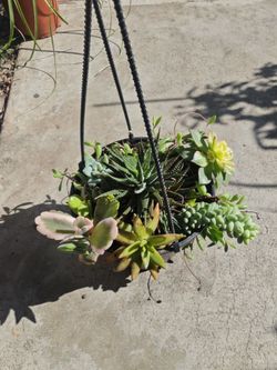 Plants