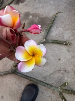 Cutting plumeria