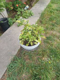Plantas De Chile Pulla