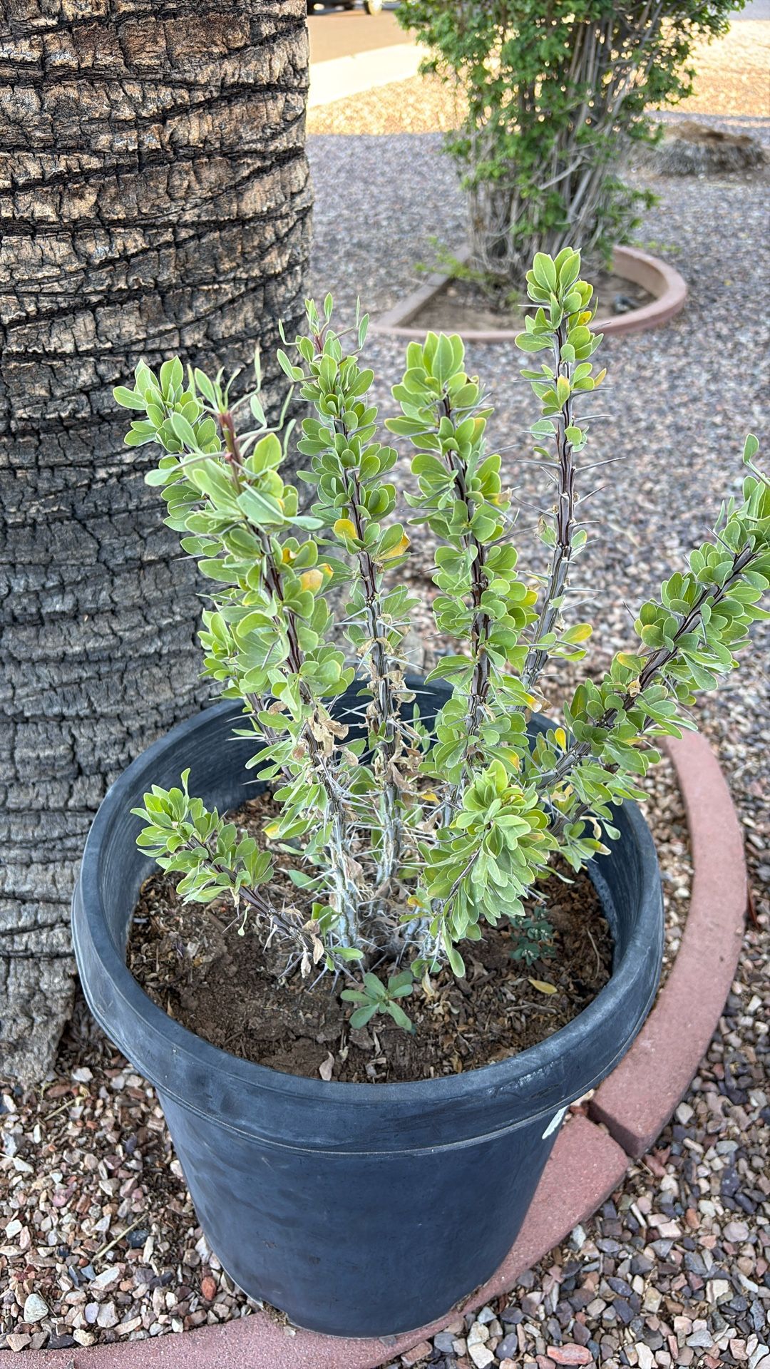 Ocotillo