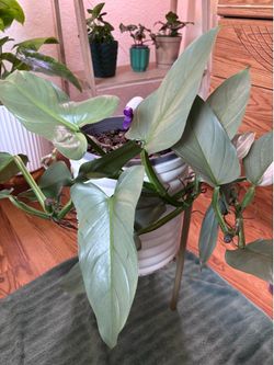 HUGE Philodendron Silver Sword Node Cutting Large Leaf