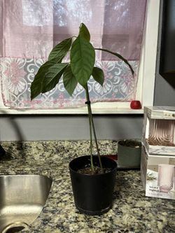 Avocado Plants