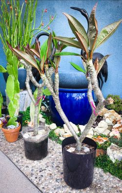 Beautiful Plumerias Pink Flowers 🌺🌿