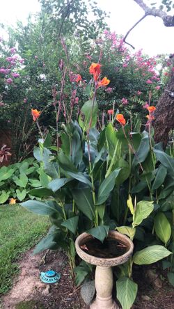 Canna Plant