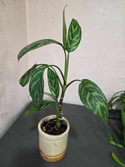 Indoor Plant