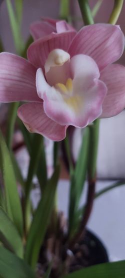 Cimbidium Plant