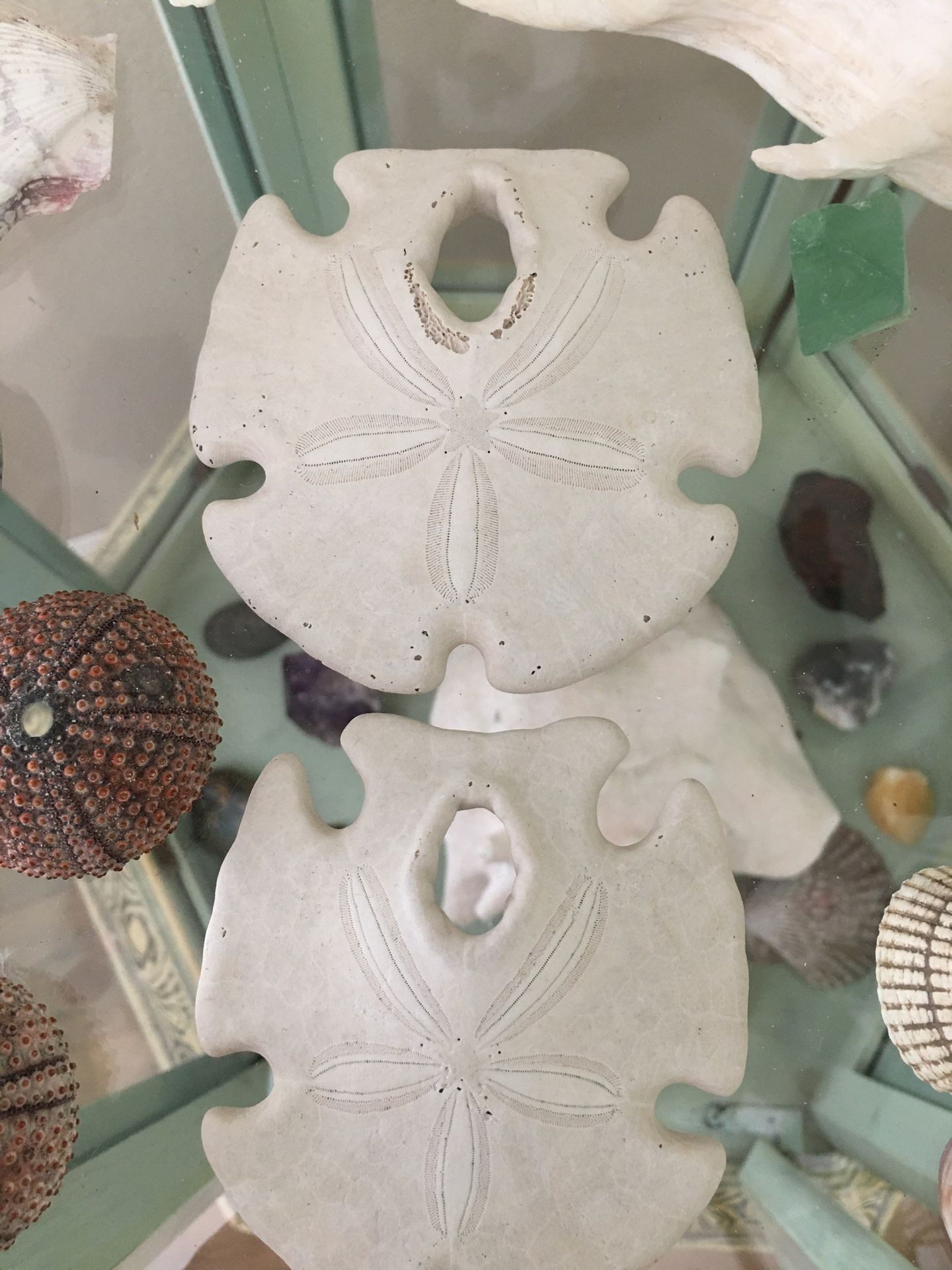 2 SAND DOLLARS