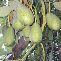 Aguacates