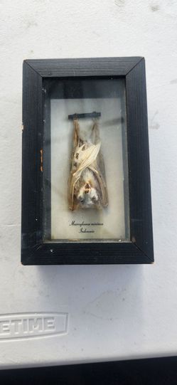 Indonesian Macroqlossus Minimus Bat