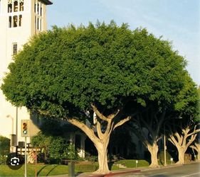 Ficus Nitida Column Or Trees 4F The Tall $40 Each Price Firm