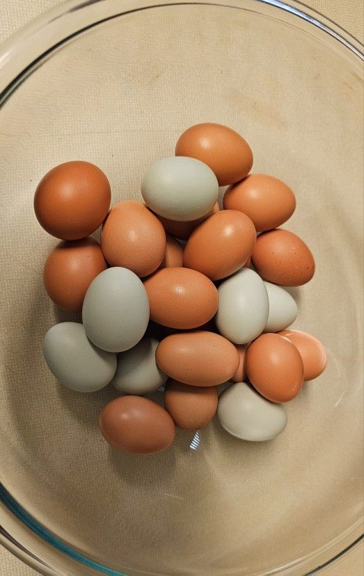 Small Fresh Chicken Eggs