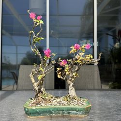 Bougainvillea Bonsai