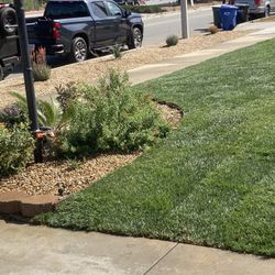 Sod Fescue 