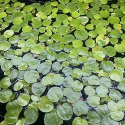 Floating Plants Aquatic Fishtank Aquarium Amazon Frogbit