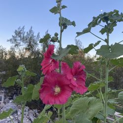 Hollyhocks - Country Romance Variety