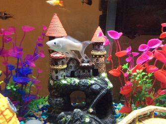 Silver lyretail Molly Female