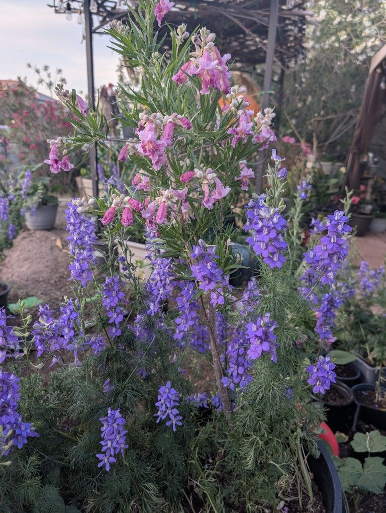 Desert Willow