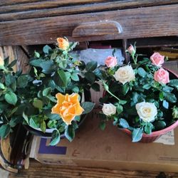 Miniature Roses  $10.00
