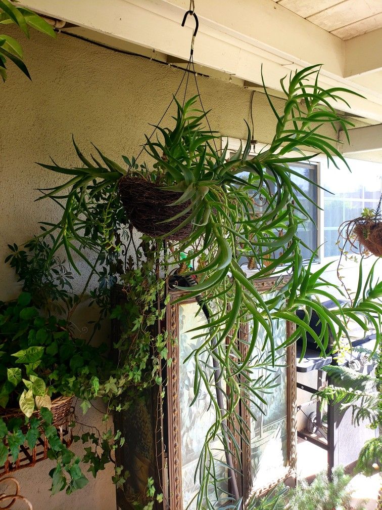 Beautiful Large Mature Succulents In Moss Lined Hanging Baskets x (2