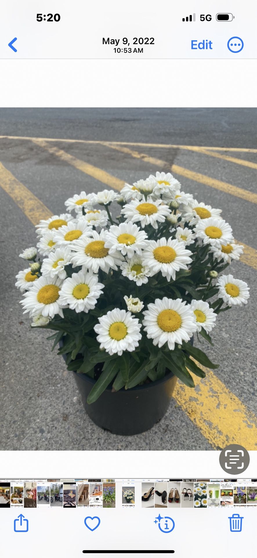 Daisies