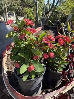 Plants