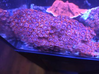 Coral decoration