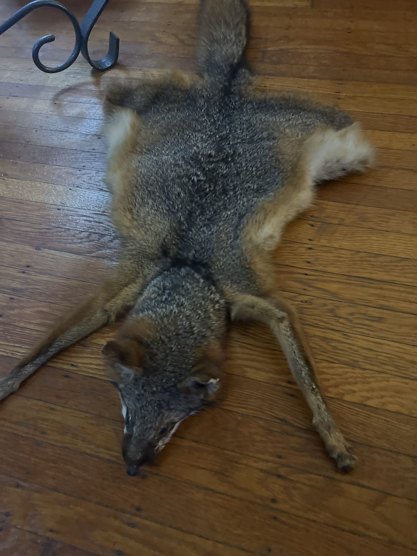 Fox taxidermy 3 feet