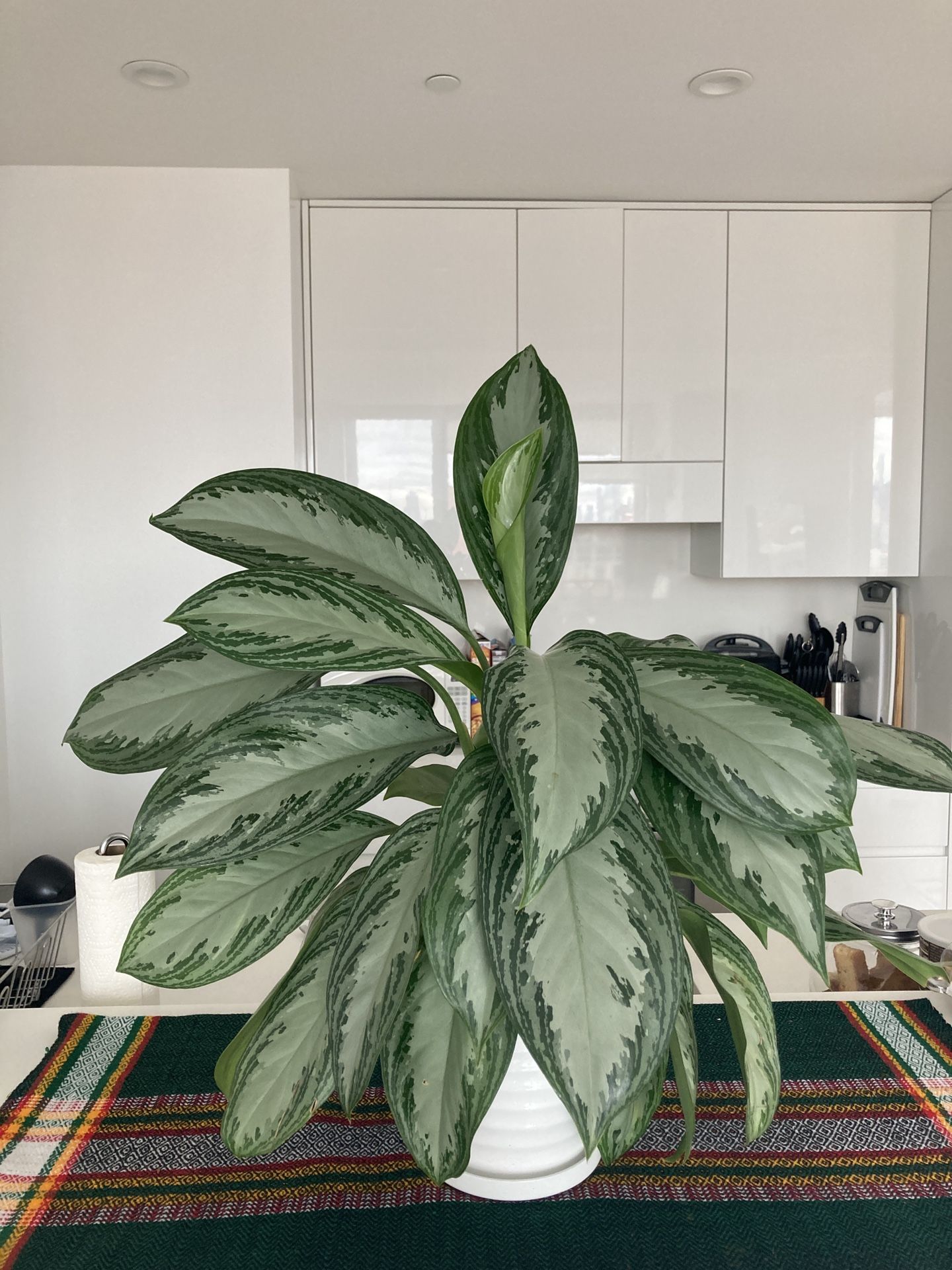 Chinese Evergreen plant (indoor, minimal care)
