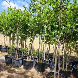 Crape Myrtle Diferentes Colores 15gallones 8 Ft Tall