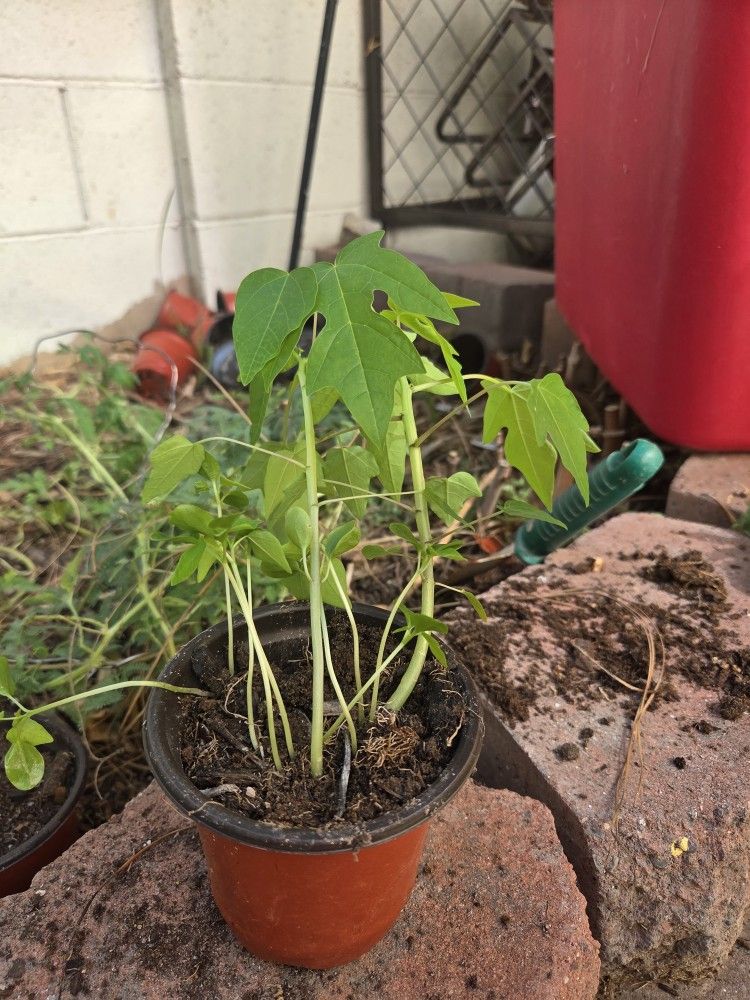 Papaya Plant Large Cluster