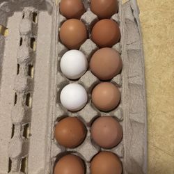 Farm Fresh Eggs