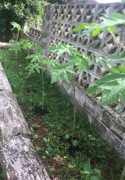 Papaya tree