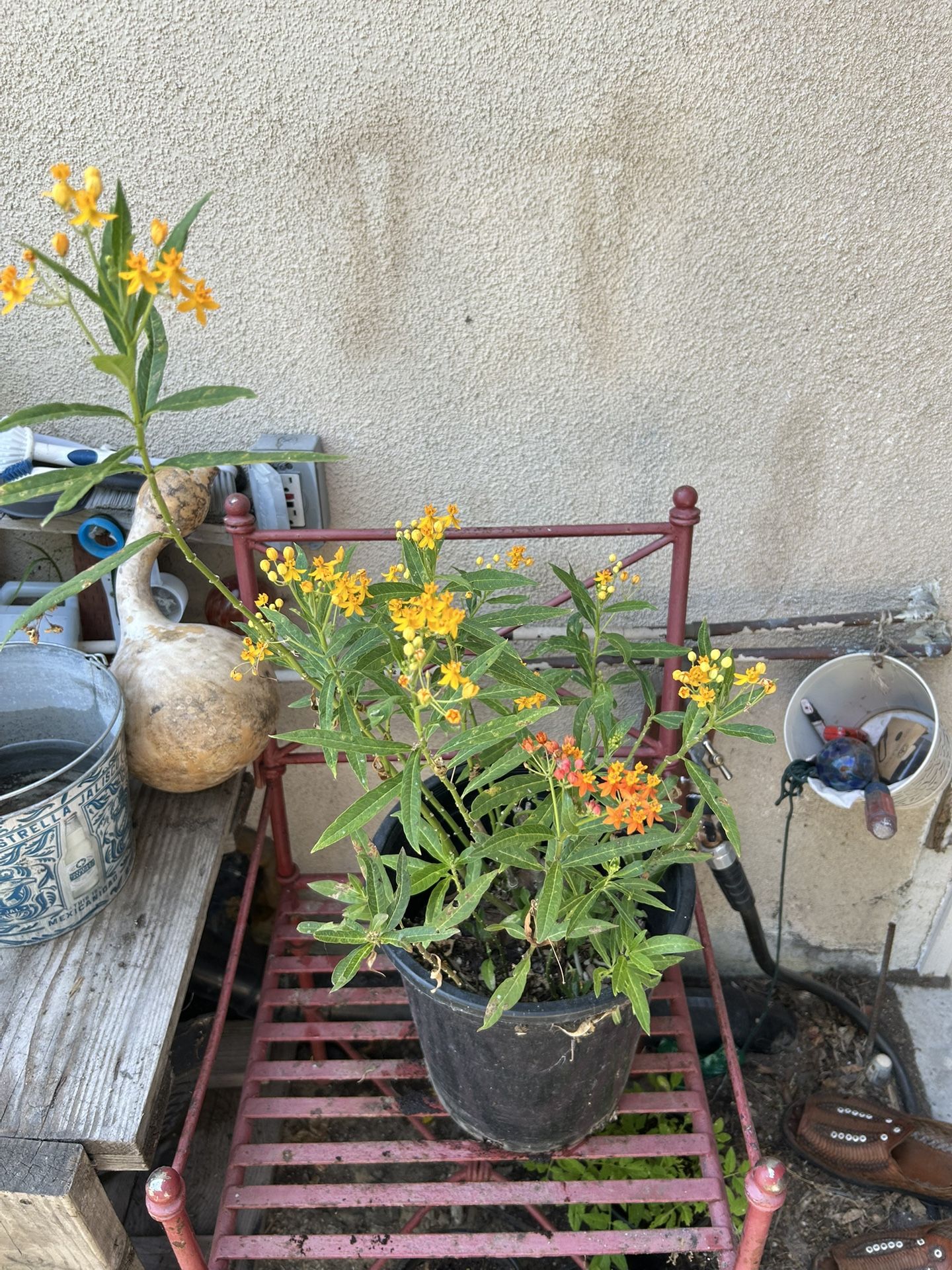Golden Milkweed Plant 🪴 Butterflies 🦋