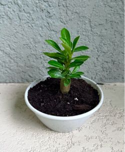 Desert  Rose  plant