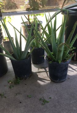 Sábila cubeta de un galón