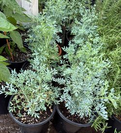 Plantas De Ruda $10 Each Price Firm