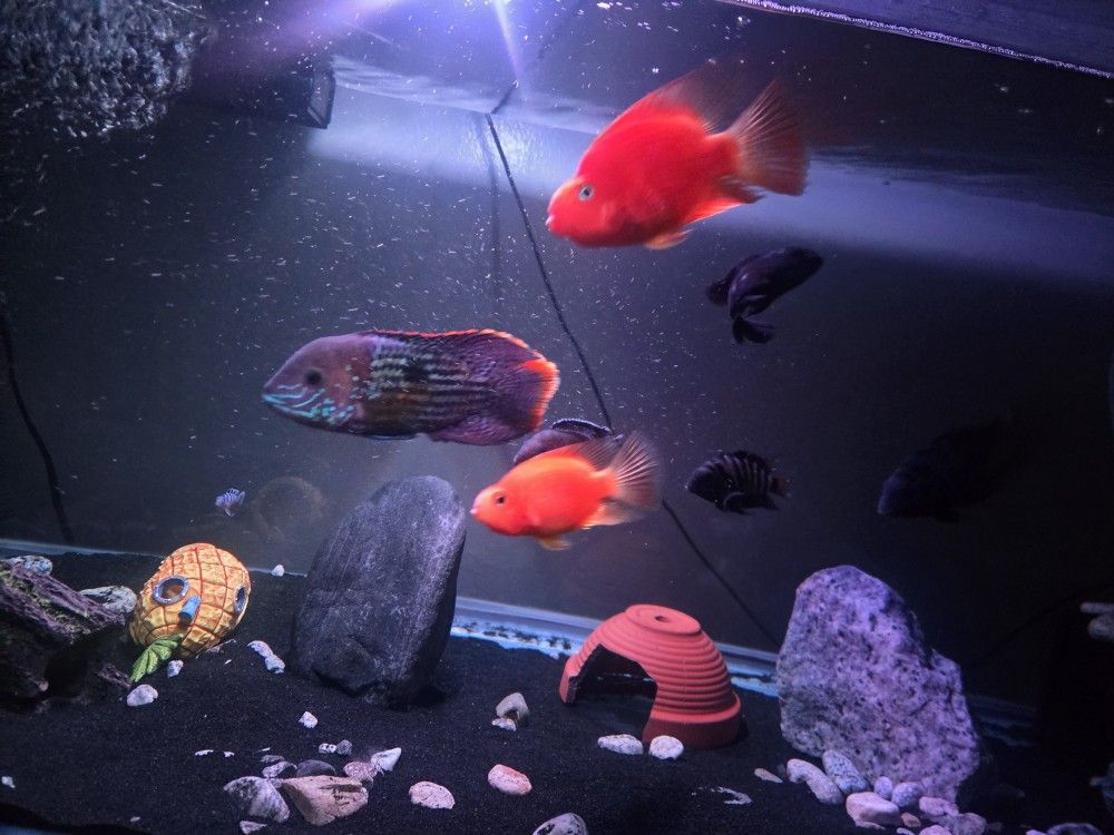 Fish Tank And Decor
