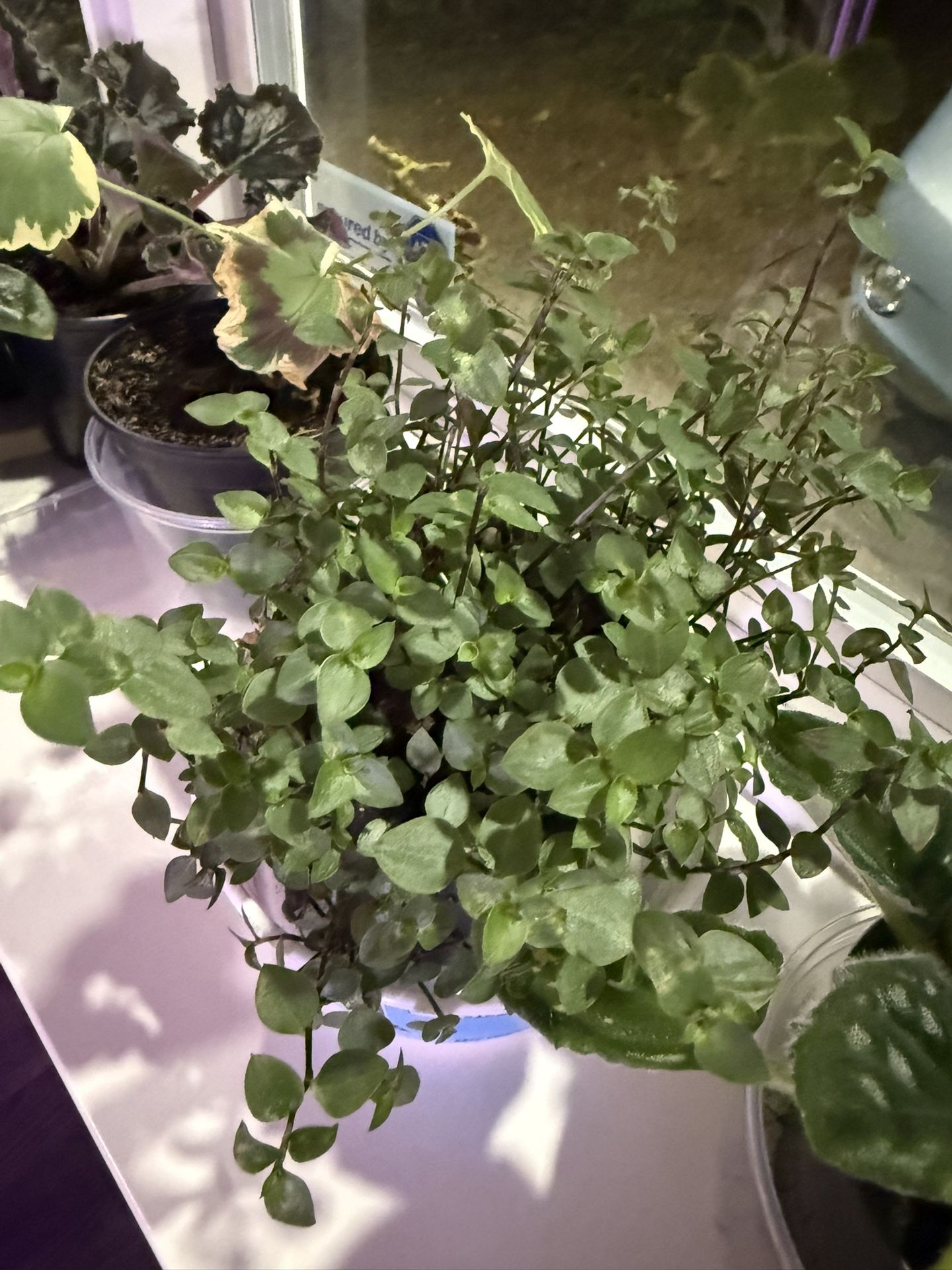 Baby Blue Tears Plant In Pot So Cute Climbing Fluffy 