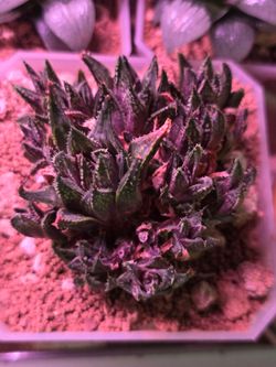 Haworthia cluster rare