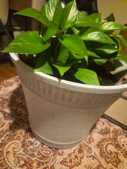 Golden pothos plus flower pot for sale