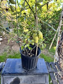Tomato Plant with tomatos 