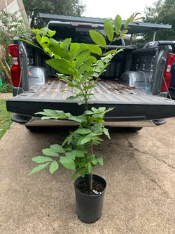 Pecan tree native carya illinoinensis