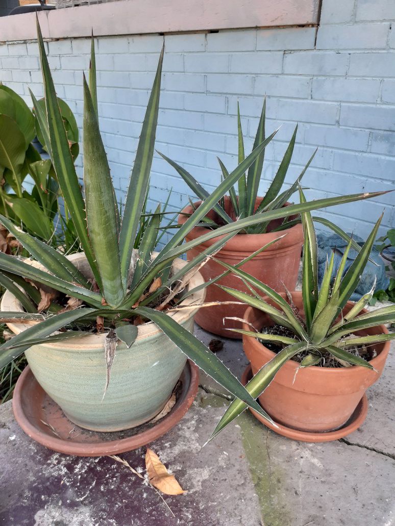 3 Cactus Potted Plants