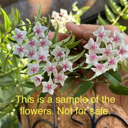 Hoya bella Full Plant, 6in hanging Pot. AVAILABLE. With buds! 