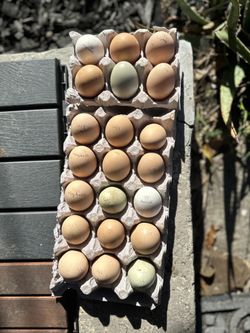 Fresh Eggs