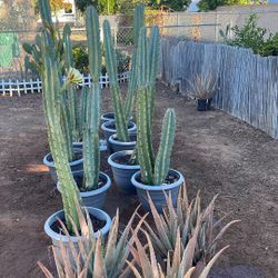 Cactus 🌵 Plants For Sale