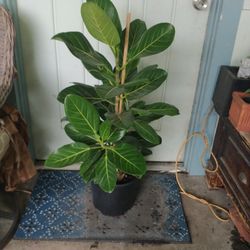 Ficus Audrey