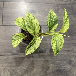 Vibrant Pothos Plant In Pot Growing Young Pretty 