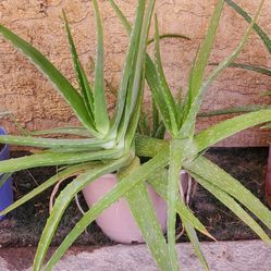 Large Aloe Vera